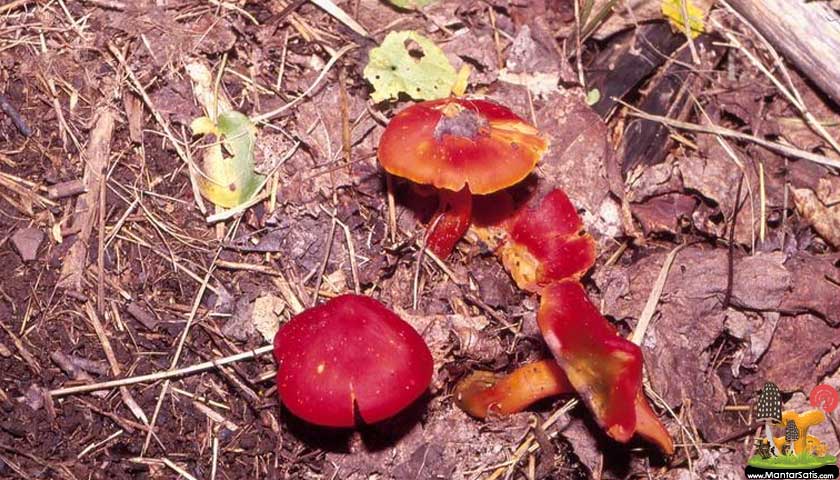Red waxy cap mushrooms